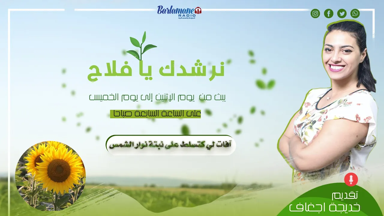 نرشدك يا فلاح.. آفات لي كتسلط على نبتة نوار الشمس