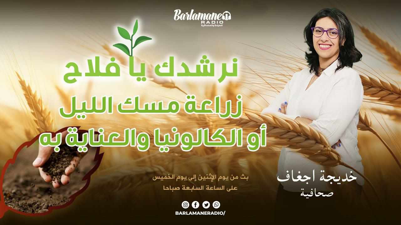 نرشدك يا فلاح ..زراعة مسك الليل أو الكالونيا والعناية به