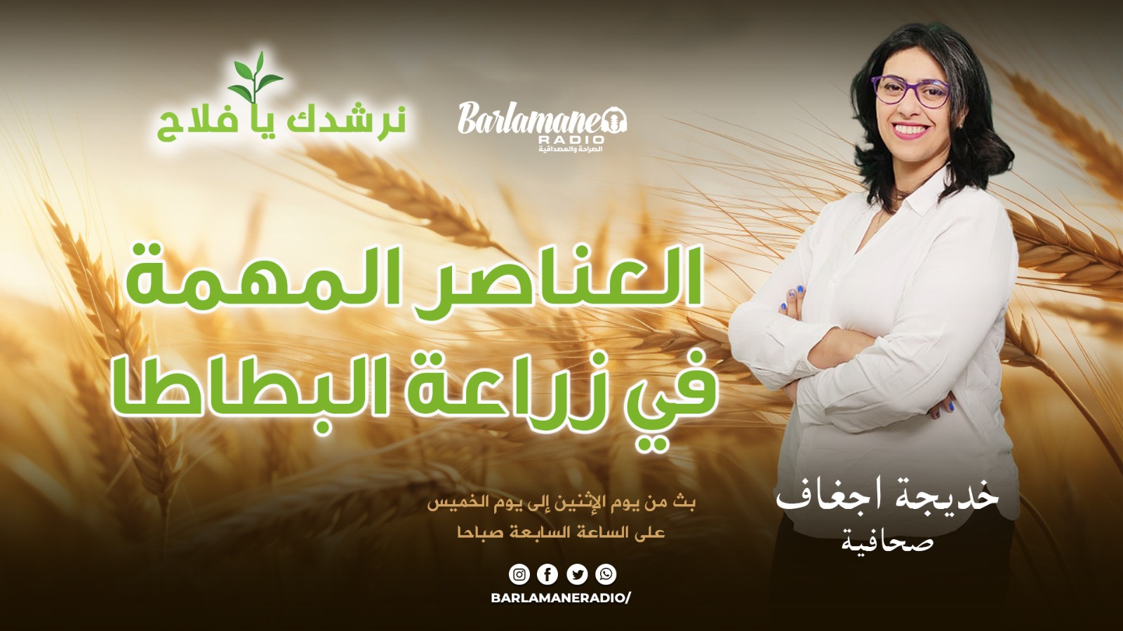 نرشدك يا فلاح.. العناصر المهمة في زراعة البطاطا